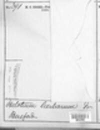 Hymenoscyphus herbarum image